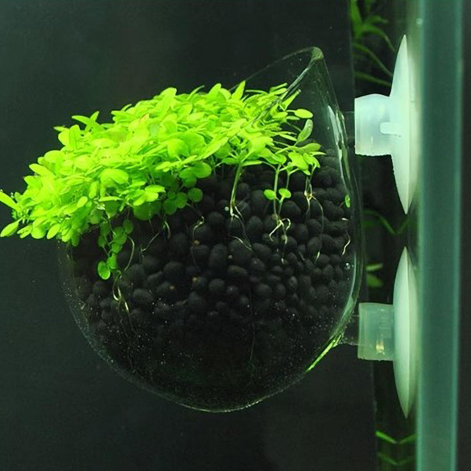 Aquarium Plant Gel - Szklany uchwyt na rośliny akwariowe z