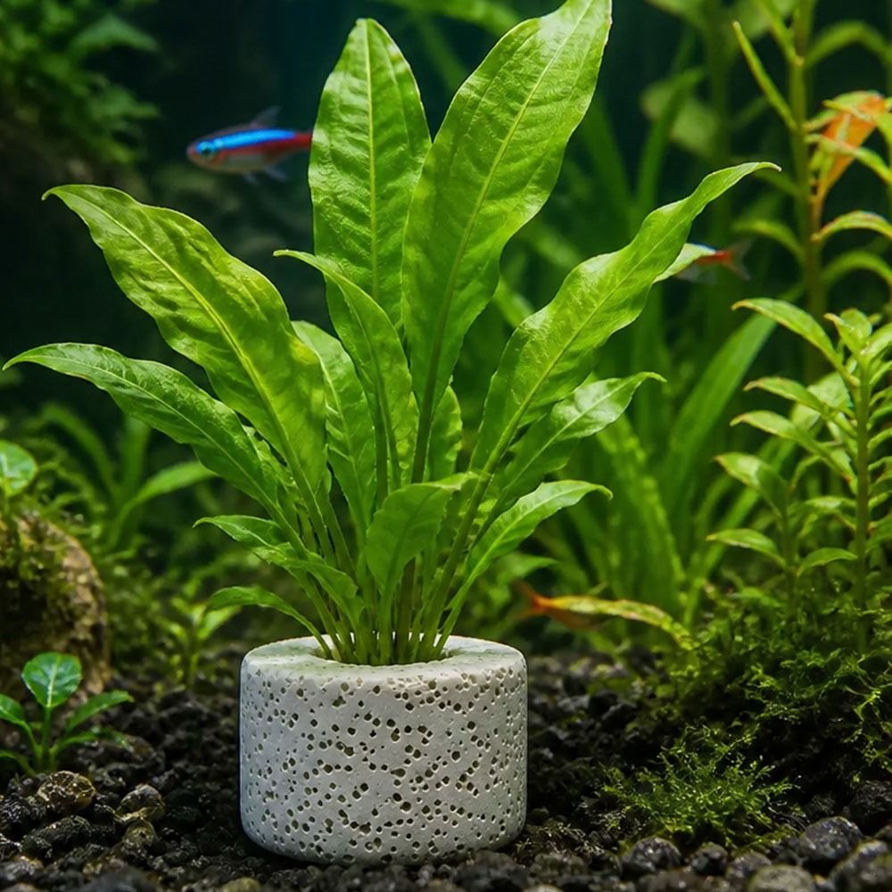 Planted Aquarium Pictures - 10 szt. obciążonych pierścieni do mocowania