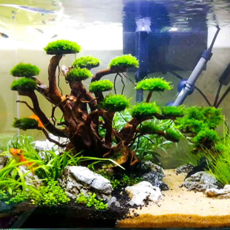 Aquarium Plant Roots - Dekoracja akwariowa: mech, drzewko, szkielet, gotowy