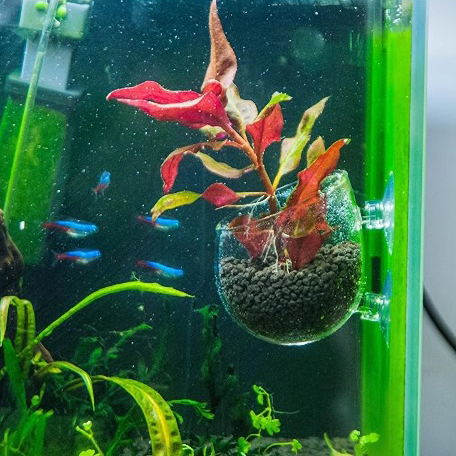 Szklany uchwyt na rośliny akwa – Aquarium Plant Gel recenzja i cena