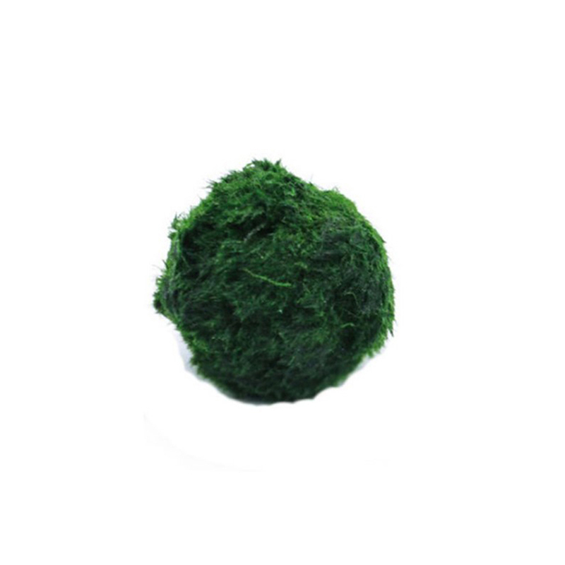 Kulki Marimo, żywąca roślinnoś – Aquarium Plant Roots recenzja i cena