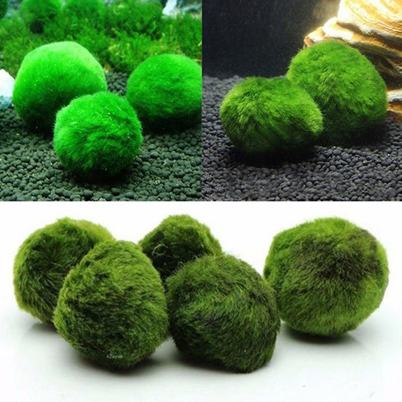 Kulki Marimo, żywąca roślinnoś – Aquarium Plant Roots recenzja i cena