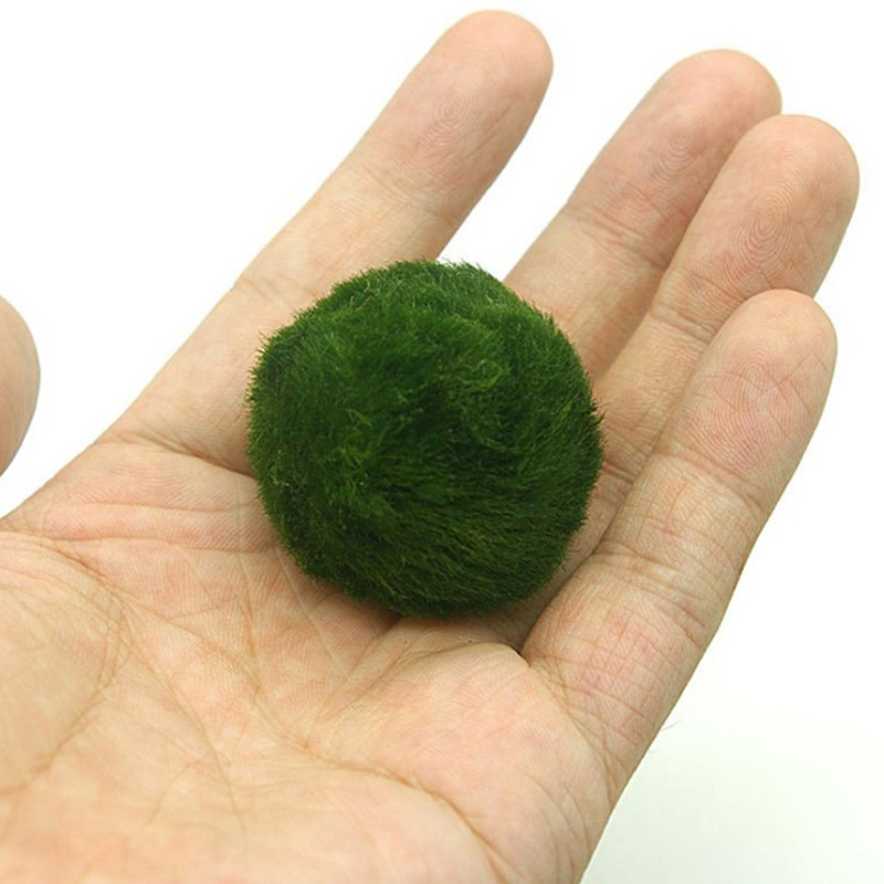 Kulki Marimo, żywąca roślinnoś – Aquarium Plant Roots recenzja i cena