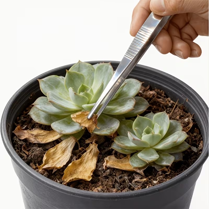 Zestaw 2 szt. pęset ze stali n – Planted Aquarium Tips recenzja i cena