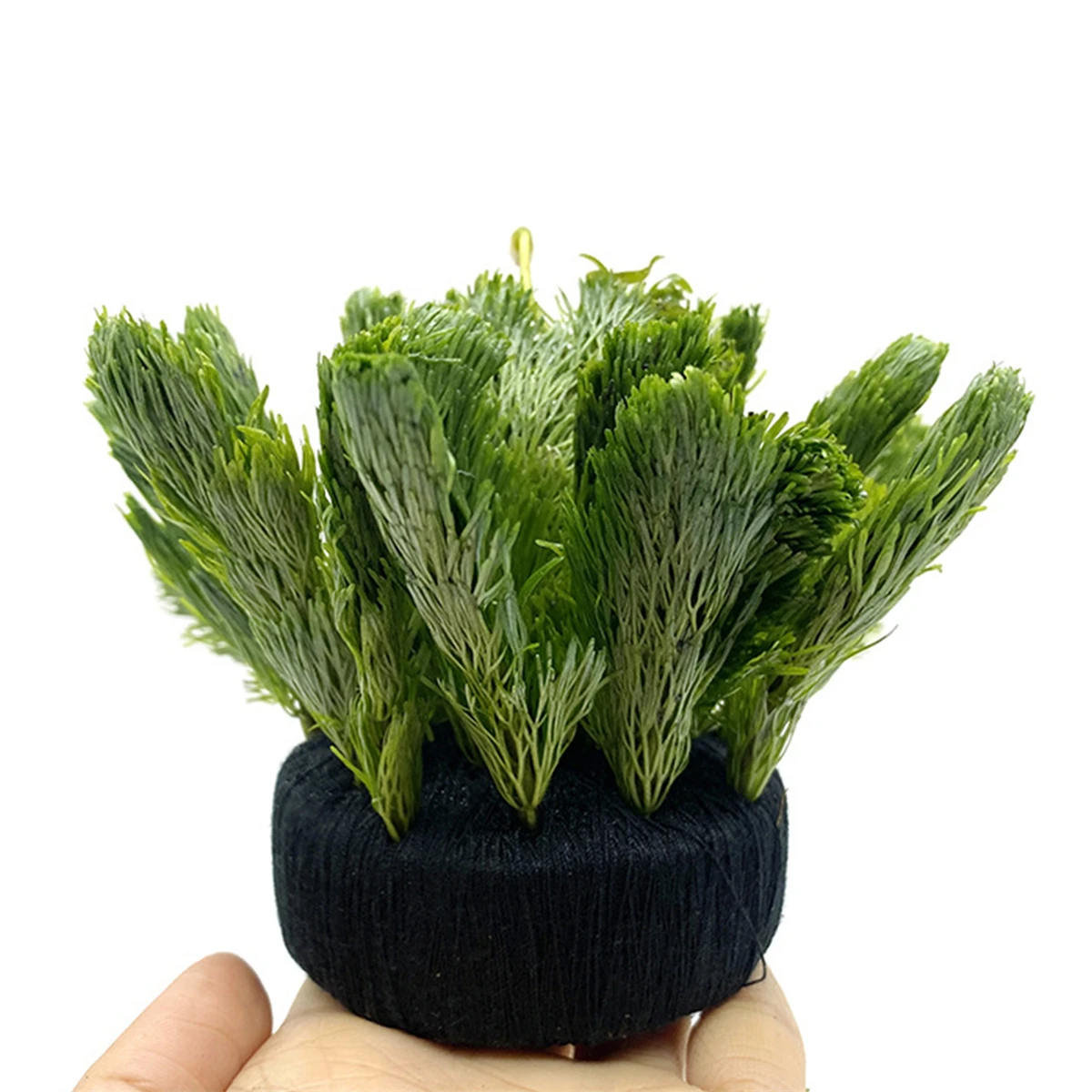 5 sztuk czarny akwarium woda t – Aquarium Plant Roots recenzja i cena